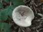 Gyöngyös tejelőgomba (Lactarius circellatus), Budai-hegység